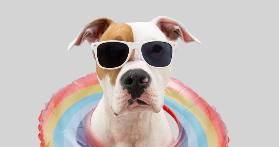 Pawsitive Patio 2024 Square