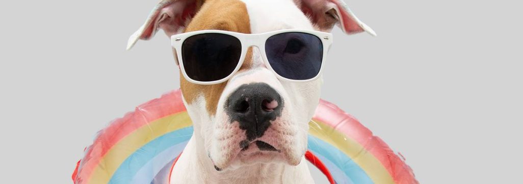 Pawsitive Patio 2024 Square